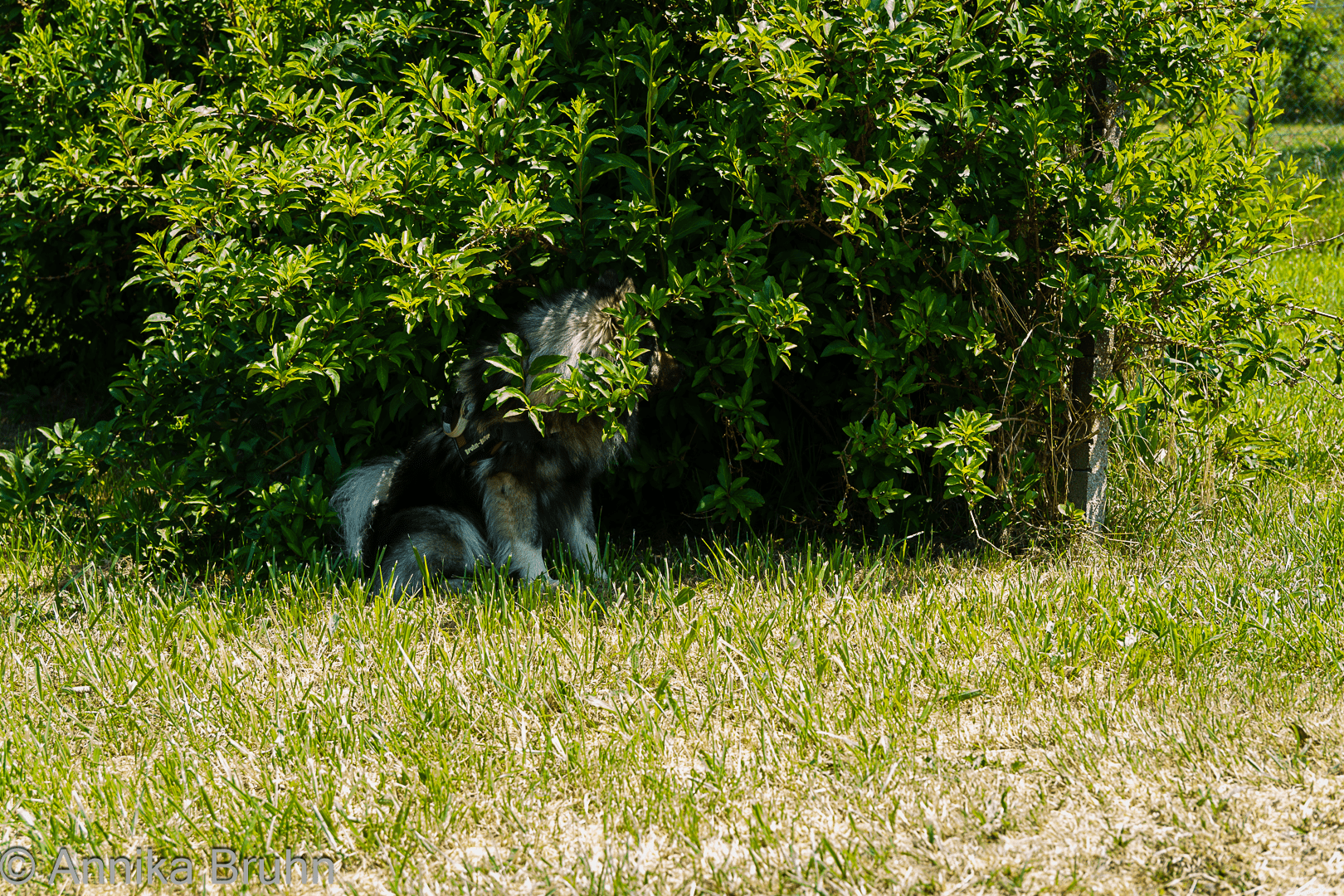Q spielt verstecken